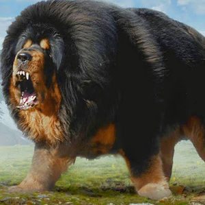 Meet your Posher, Bea